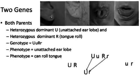 Revision Notes: Genetics - Some Basic Fundamentals | Preparation for EmSAT Grade 10