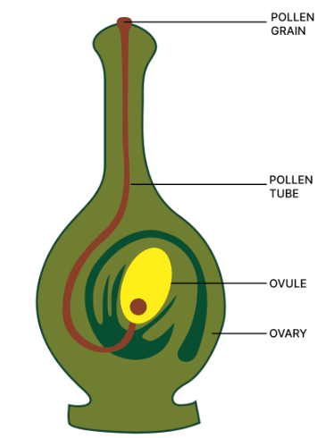 Selina Textbook Solutions: Chemical Coordination in Plants | Biology Class 10 ICSE