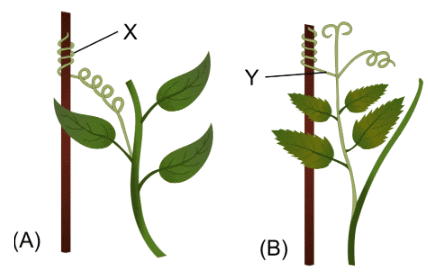 Selina Textbook Solutions: Chemical Coordination in Plants | Biology Class 10 ICSE