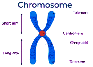 Revision Notes: Genetics - Some Basic Fundamentals | Preparation for EmSAT Grade 10