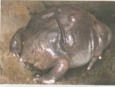 9. Fossils as Evidence