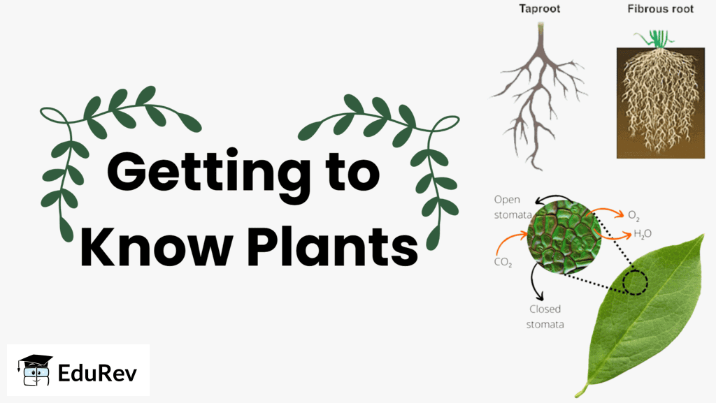 Class 6 Science Chapter 4 Extra Question Answers - Getting to Know Plants