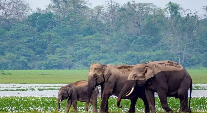Important National Parks and Wildlife Sanctuaries | General Knowledge for Young Learners - Class 1
