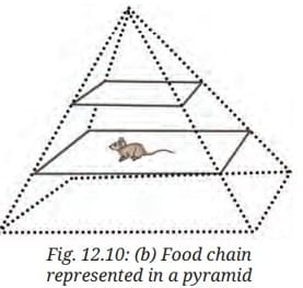 NCERT Based Activity: How Nature Works in Harmony | Science Curiosity Class 8 -  New NCERT