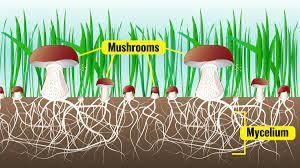 Ecosystem: Interdependence in Nature - 2 Class 5 Worksheet Science