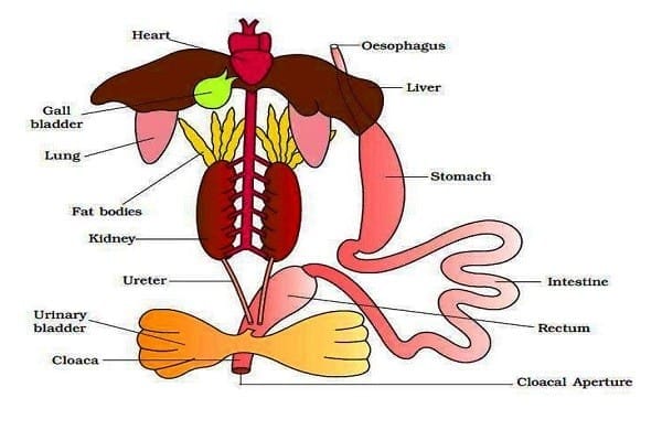 2.2 Frog Digestive System Organs