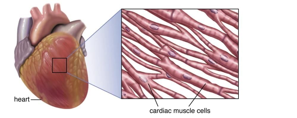 Tissues Class 9 Worksheet Science Chapter 6