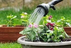 A Watering Rhyme Class 4 Worksheet English