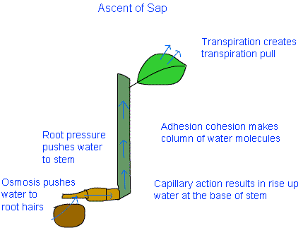 Transportation in Animals and Plants Class 7 Notes Science Chapter 7