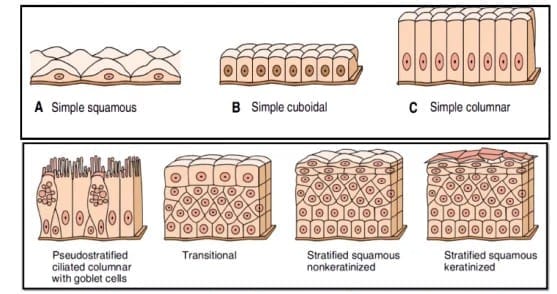3.3.1 Epithelial Tissues - Structure and Functions