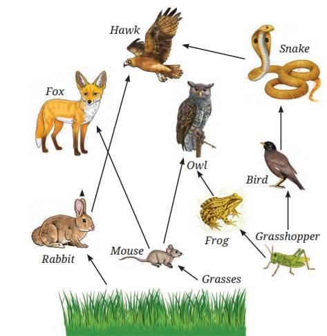 How Nature Works in Harmony Chapter Notes | Chapter Notes For Class 8