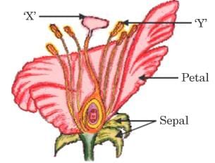 Class 10 Science Chapter 7 Previous Year Questions - How do Organisms Reproduce?