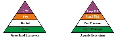 2.1 Pyramid of Numbers