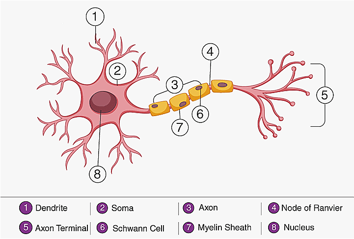 4. Nervous Tissue (For Coordination)
