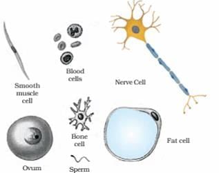 Cell and Cell Organelles Chapter Notes | Biology for SSS 1