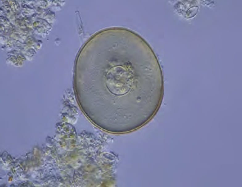 Microscopic organisms