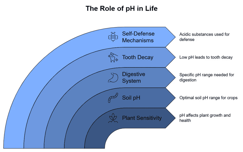 Importance of pH in Everyday Life