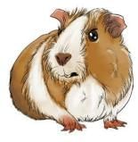 Summary: The Guinea Pig | English Class 3 ICSE
