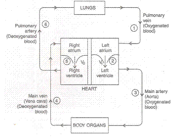 Lakhmir Singh & Manjit Kaur Solutions: Life Processes - 4 | Science Class 10