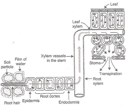 Lakhmir Singh & Manjit Kaur Solutions: Life Processes - 4 | Science Class 10