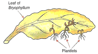 Lakhmir Singh & Manjit Kaur: How do Organisms Reproduce?, Solutions- 2 | Science Class 10
