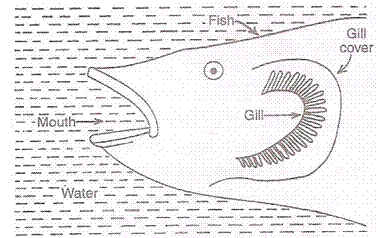 Lakhmir Singh & Manjit Kaur Solutions: Life Processes - 3 | Science Class 10