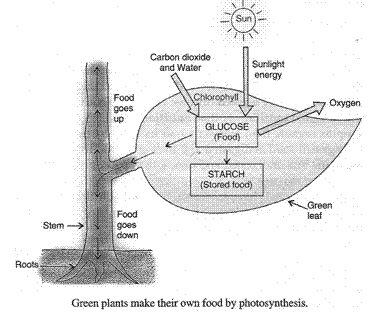 Lakhmir Singh & Manjit Kaur Solutions: Life Processes - 2 | Science Class 10