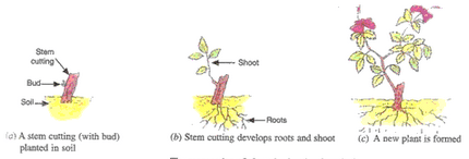 Lakhmir Singh & Manjit Kaur: How do Organisms Reproduce?, Solutions- 2 | Science Class 10