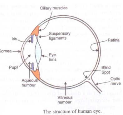 Lakhmir Singh & Manjit Kaur: The Human Eyes And The Colorful World, Solutions- 2 | Science Class 10