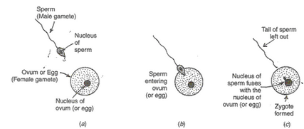 Lakhmir Singh & Manjit Kaur: How do Organisms Reproduce?, Solutions- 3 | Science Class 10