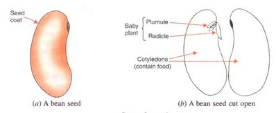 Lakhmir Singh & Manjit Kaur: How do Organisms Reproduce?, Solutions- 3 | Science Class 10