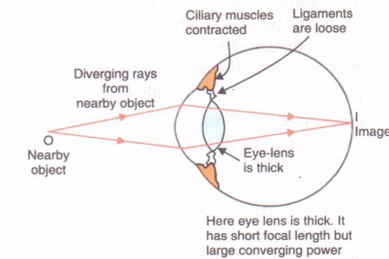 Lakhmir Singh & Manjit Kaur: The Human Eyes And The Colorful World, Solutions- 2 | Science Class 10