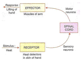 Lakhmir Singh & Manjit Kaur: Control & Coordination, Solutions- 3 | Science Class 10