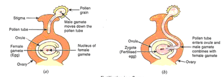 Lakhmir Singh & Manjit Kaur: How do Organisms Reproduce?, Solutions- 4 | Science Class 10