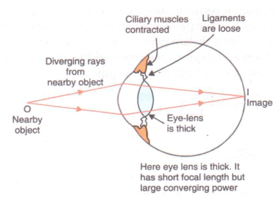 Lakhmir Singh & Manjit Kaur: The Human Eyes And The Colorful World, Solutions- 1 | Science Class 10