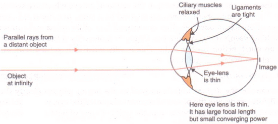Lakhmir Singh & Manjit Kaur: The Human Eyes And The Colorful World, Solutions- 2 | Science Class 10