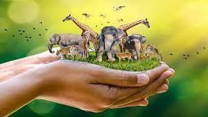 Global Biodiversity Framework Fund