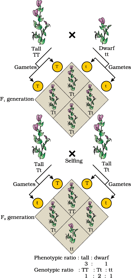 Worksheet with Solutions: Principles of Inheritance and Variation | Biology Class 12 - NEET