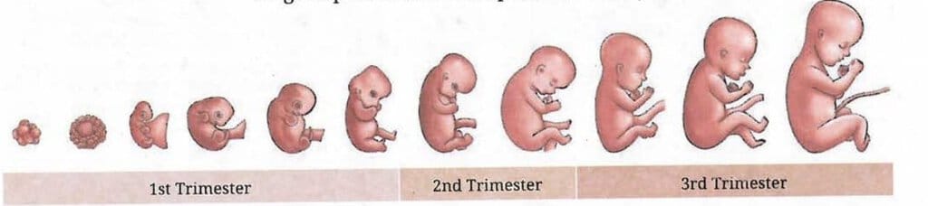 11.5.7 Pregnancy and Childbirth