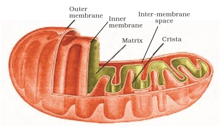 Cheat Sheet : Cell - The Unit of Life | Biology Class 11 - NEET