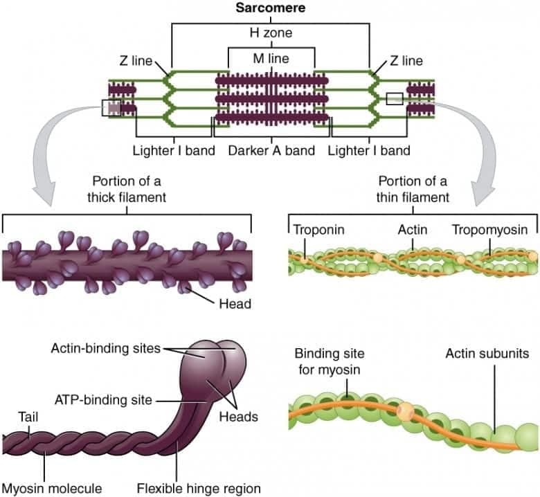 4.2 Changes During Muscle Contraction