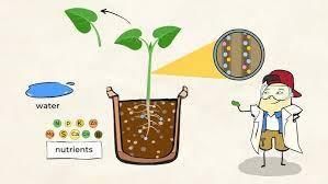 Class 5 Science - Plant Life - CBSE Worksheets Solutions - 2