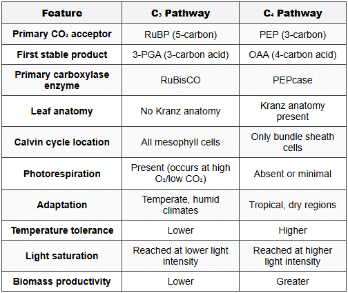 4. Key Differences: C₃ vs C₄ Pathways