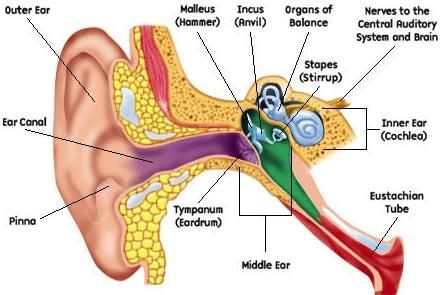 Revision Notes: Sense Organs | Biology for SSS 3