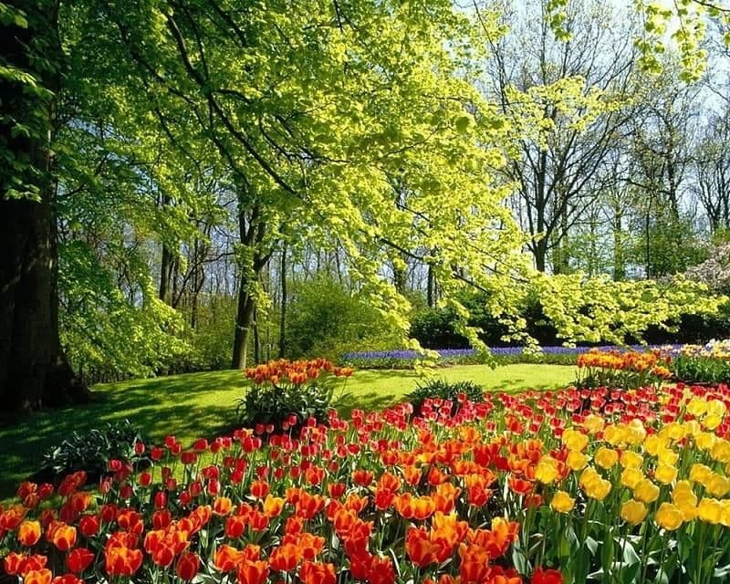 Spring Season, flowers, garden, nature, spring, park, HD wallpaper | Peakpx