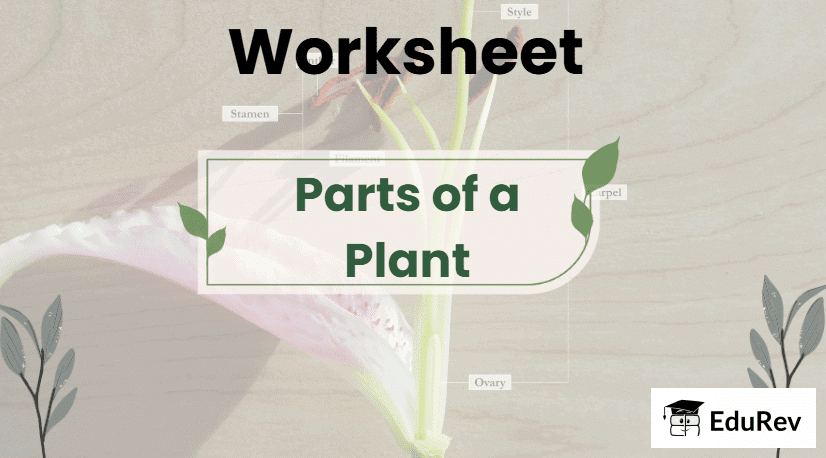Class 3 Science - Parts of a Plant - CBSE Worksheets