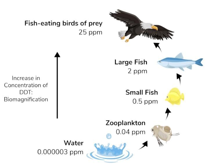 Q7: Some harmful chemicals get accumulated in human bodies through the food chain. Name this phenomenon. Explain the reason for the maximum concentration of these chemicals found in our bodies. &nbsp;(3 Marks)