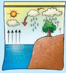 Water—The Essence of Life NCERT Solutions | Our Wondrous World  Class 5 - New NCERT
