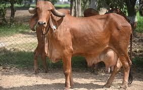 Cattle Breeds of Rajasthan | RPSC Preparation: All subjects - RPSC RAS (Rajasthan)