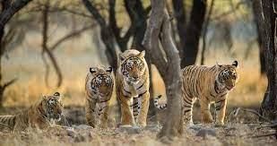 Forest and Wildlife - 1 Class 4 Worksheet SST
